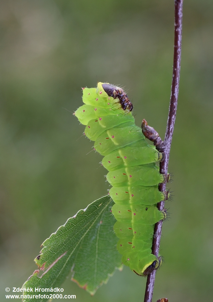 martináč měsíčitý, Actias luna (Motýli, Lepidoptera)
